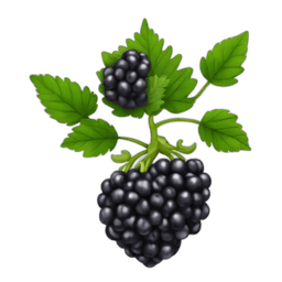 Blackberries