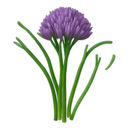 Chives