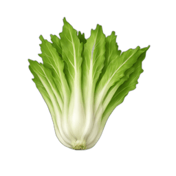 Endive