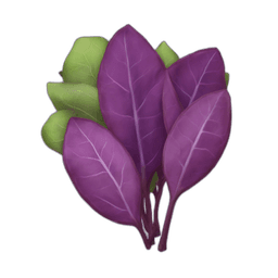 Orach