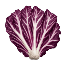 Radicchio