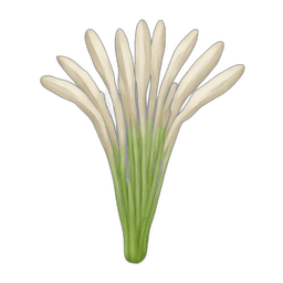 Salsify