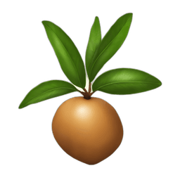 Sapodilla