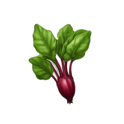 Sorrel