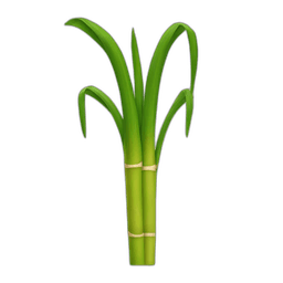 Sugarcane