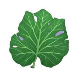 Taro Leaf